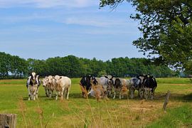 Gruppenfoto von Pieter Voogt
