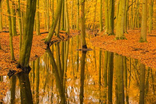 Beek in een herfstbos tijdens een vroege herfstochtend