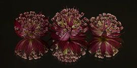 Panoramastillleben: Seeländische Knoten (Astrantia Major) mit Spiegelung von Marjolijn van den Berg