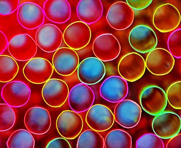 Straws (Coloured Lemonade Straws) by Caroline Lichthart