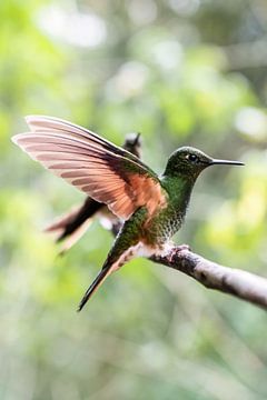Hummingbird with wings spread in Colombia by Romy Oomen