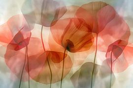 Mohnblumen von Bert Nijholt