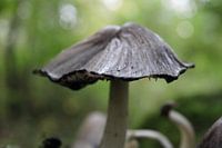 Champignons