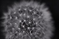 Flusenball