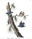 Witborstboomklever van Birds of America thumbnail