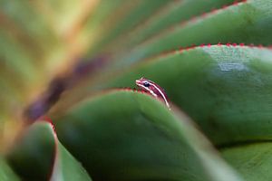 tree frog by FotoSynthese