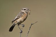 Roodborsttapuit ( Saxicola torquata ), vrouwtjes met prooi in de snavel, wild, Europa. van wunderbare Erde thumbnail