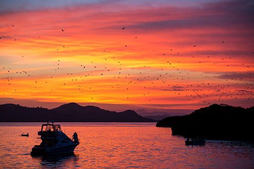 Bats fly away during sunset - Flores Indonesia