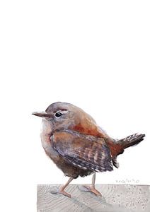 Zaunkönigsvogel
