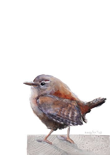 Winterkoninkje vogel