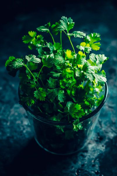 Pot de coriandre par Poster Art Shop