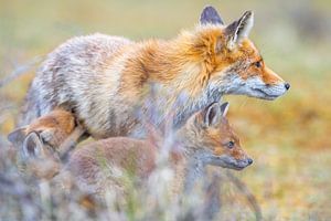 Fuchs mit jungen Jungtieren von Dennis Janssen