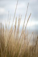 Dünen | Fine Art Naturfoto