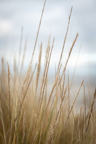 Dünen | Fine Art Naturfoto von Karijn | Fine art Natuur en Reis Fotografie