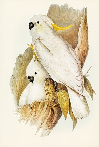 Großer Gelbhaubenkakadu ca. 1804-1841 von Moonheart Artworks