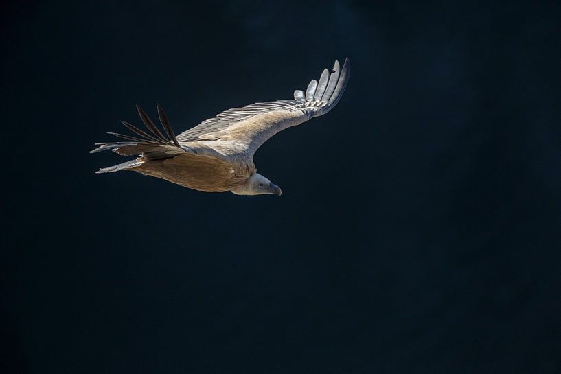 Gänsegeier, Gyps fulvus von Beschermingswerk voor aan uw muur