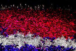 abstracte kunst bloemen die de nederlandse vlag vormen