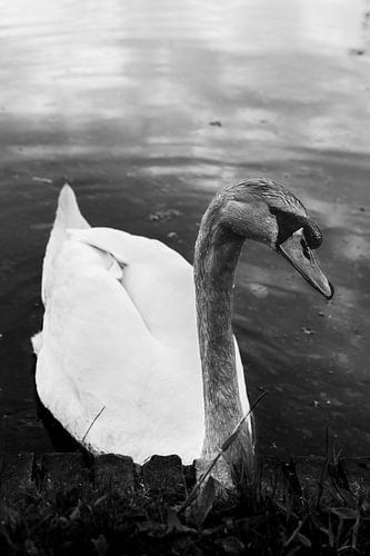 A swan on the water, swimming and posing in black and white. by Koen Lipman