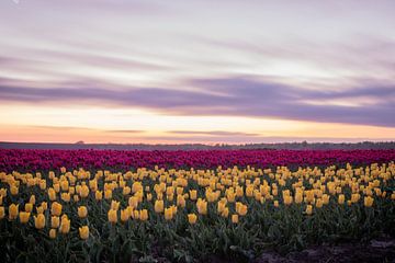Tulips by Johan Mooibroek
