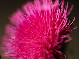 roze distel van Marieke Funke