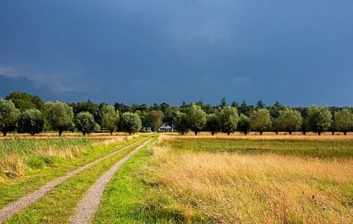 Onweerslucht boven knotwilgen