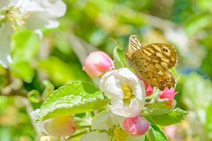 Schmetterling auf Apfelbaumblüte im Frühling