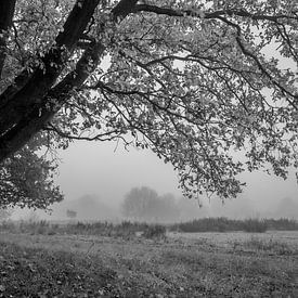 Einsame Eiche von Kees Winsemius