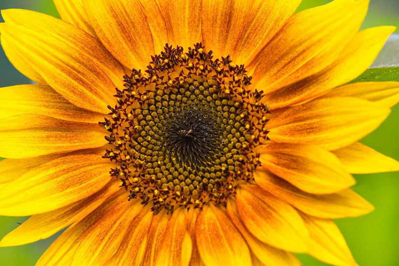 Tournesol jaune doré par Jolanda de Jong-Jansen