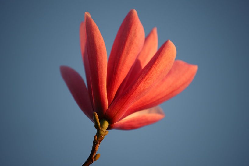 Magnolienblüte von Valerie de Bliek