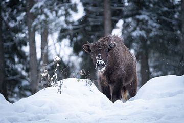 Wisent calf in the snow (landscape) by Vincent Croce