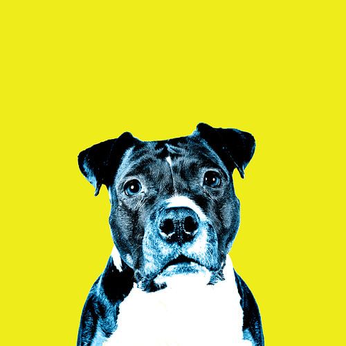 Portret van de hoofd van een americaanse stafford hond
