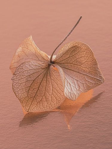 Doux et mat : La feuille d'hortensia dansante : Fragile et vulnérable