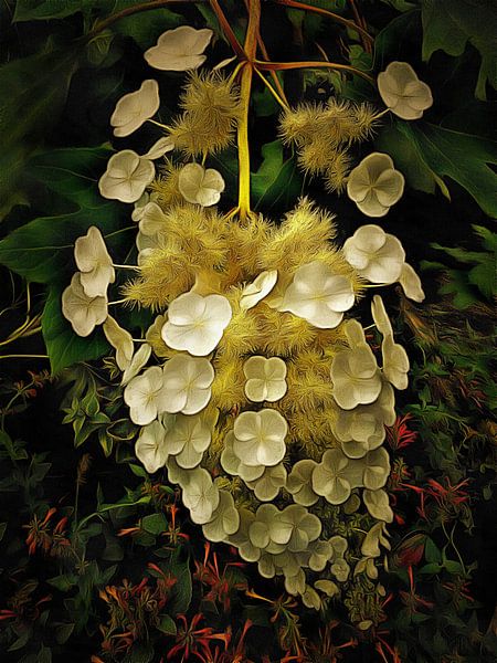 Pendulous Hydrangea Paniculata by Dorothy Berry-Lound