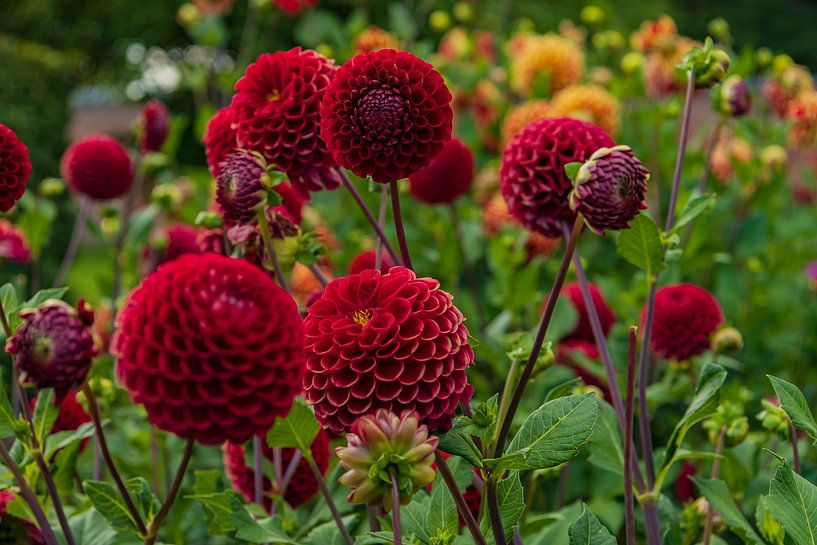 Rotes Dahlienfeld von Boetiek Fotogeniek