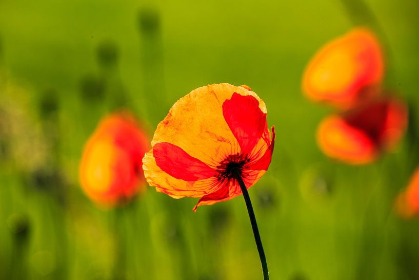 poppy in spring by Wicher Oort