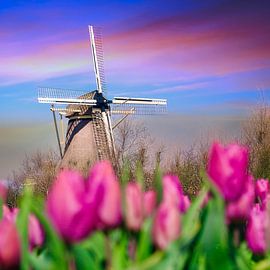 Mill in tulip field by WeVaFotografie