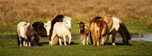 Pony Panorama van Jeroen Mikkers