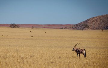 Gemsbok (Oryx) overlooks the savannah of Sossusvlei by Eddie Meijer