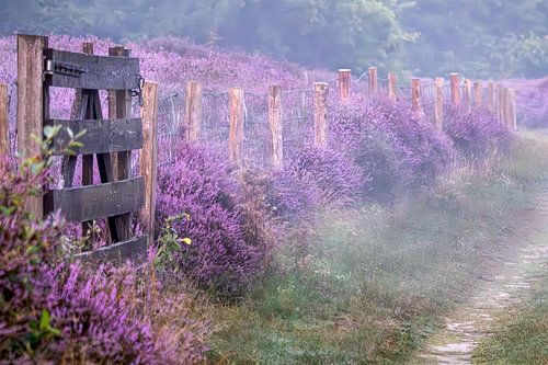 Heather in mist