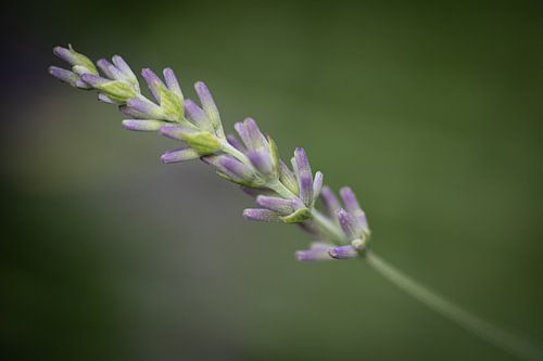 Lavendel