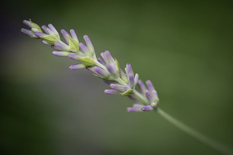 Lavendel von Jac Nooijens