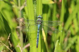 Große Königslibelle von Matthias Brix