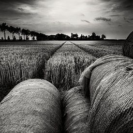 Graanveld in zwart-wit van Martien Hoogebeen Fotografie