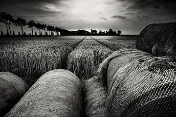 Grainfield in black and white