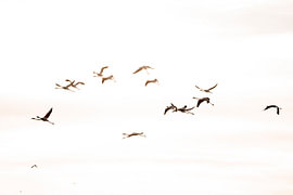 Flamingo-'s im Schwarmflug im sanften Morgenlicht