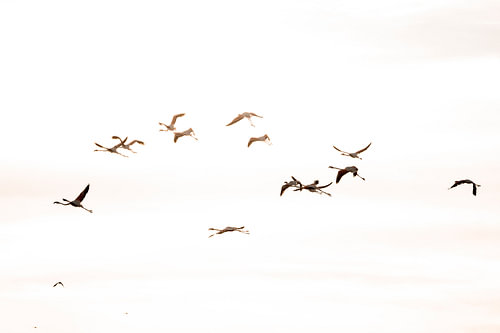 Flamingo's in Flight in a Flock in the Soft Morning Light