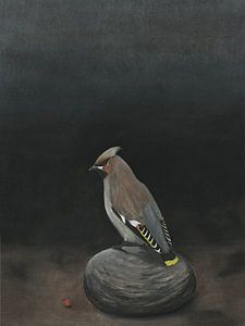 Seidenschwanz, Bombycilla garrulus