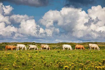 Sieben Kühe in einer Reihe
