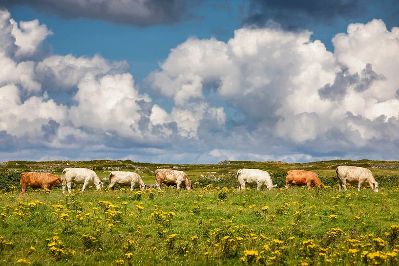 Zeven koeien op een rij van Hans Kwaspen