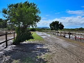 Landscape ostrich farm in Curacao by Karel Frielink